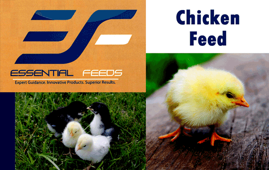 Essential Feeds for Chickens