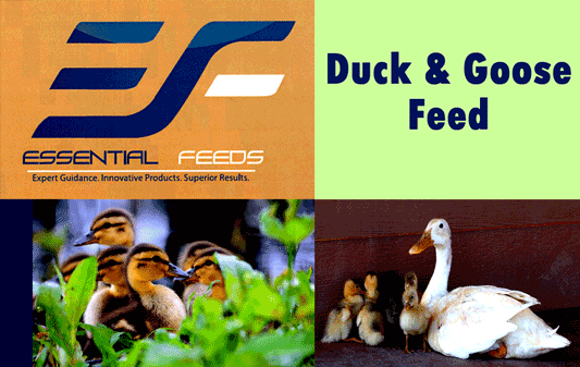Essential Feeds for Geese and Ducks