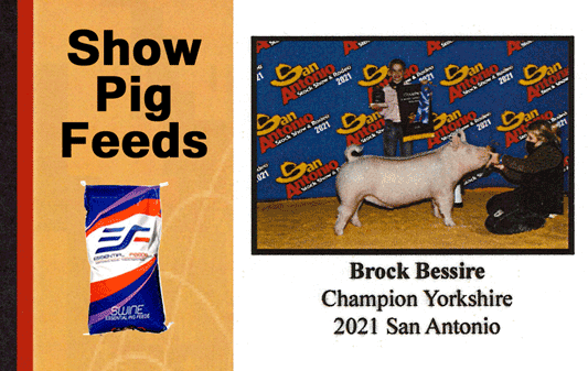 Essential Show Feeds for Pigs